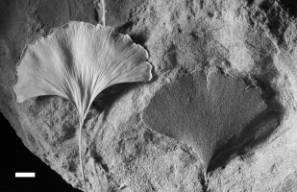 Fossil and modern ginkgo leaf
